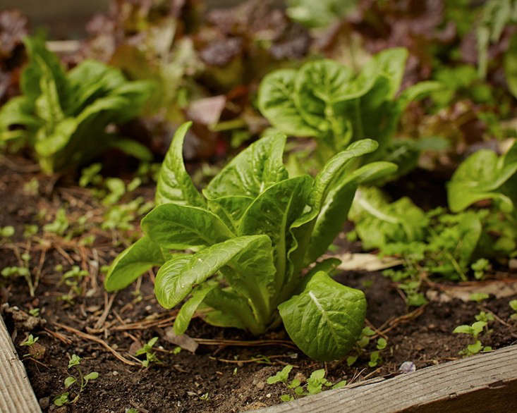 Spinach thrives in a raised bed in Berkeley-CA-based cookbook writer Mollie Katzen’s garden. See more in Garden Visit: At Home with Cookbook Author Mollie Katzen in Berkeley. Photograph by John Merkl.